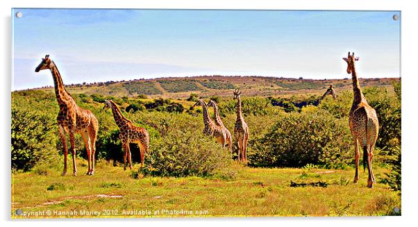 A Tower of Giraffes Acrylic by Hannah Morley