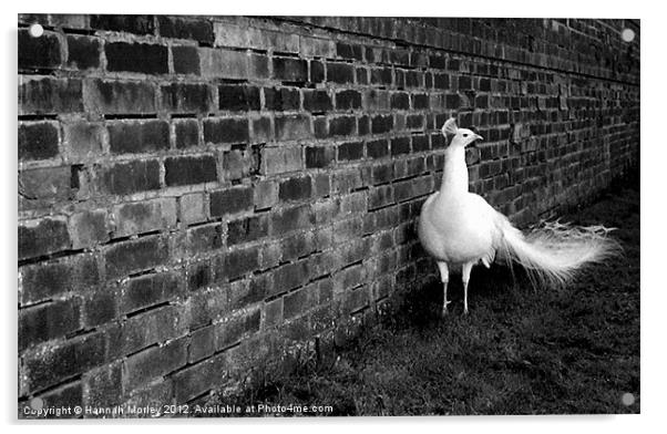 White Peacock Acrylic by Hannah Morley