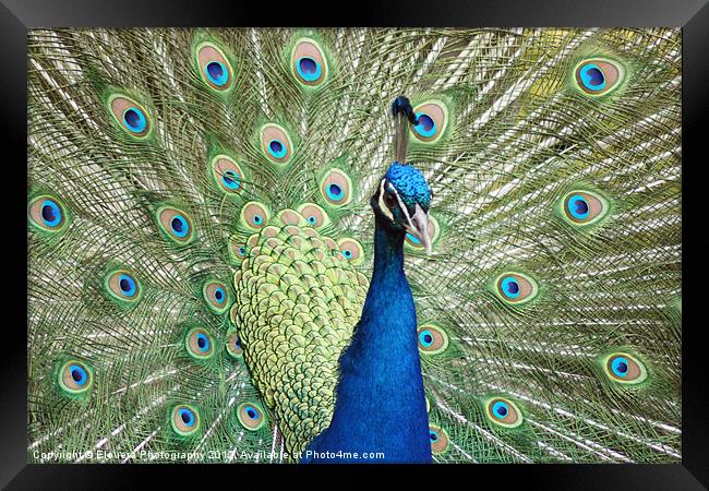 Peacock Framed Print by Elouera Photography