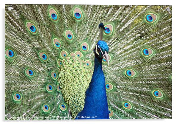 Peacock Acrylic by Elouera Photography
