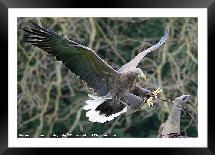 Eagle in flight Framed Mounted Print by Elouera Photography