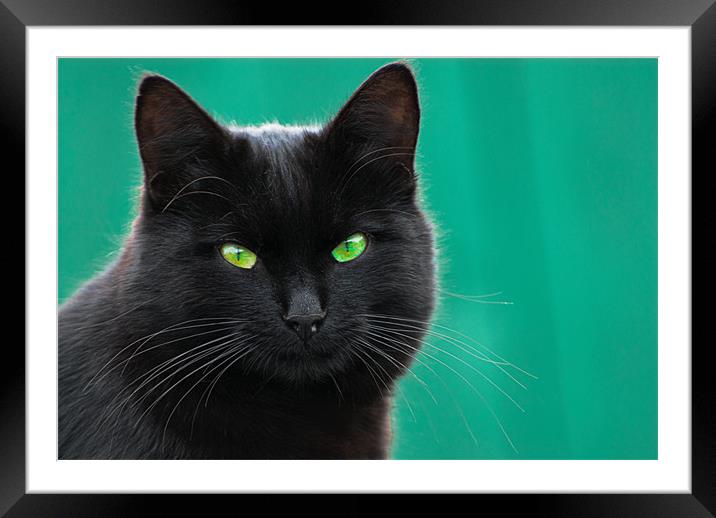 Green Eyes Framed Mounted Print by Declan Howard