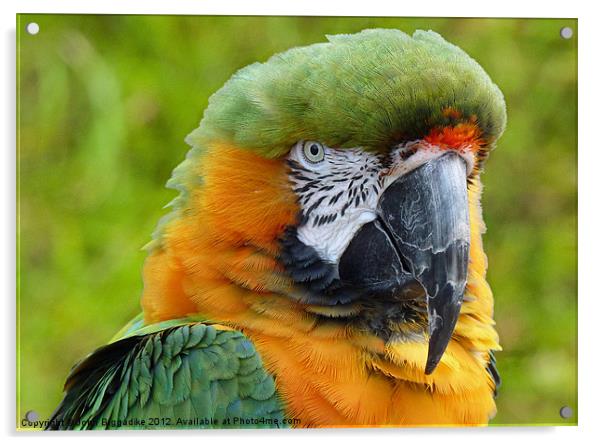 Hybrid Macaw 2 Acrylic by John Biggadike