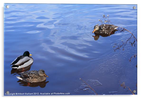 Mallard ducks Acrylic by Albert Gallant