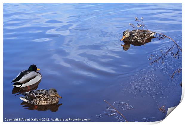 Mallard ducks Print by Albert Gallant