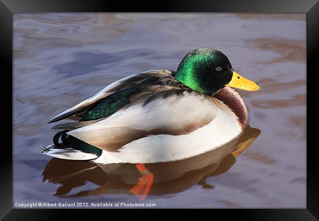 Mallard duck Framed Print by Albert Gallant