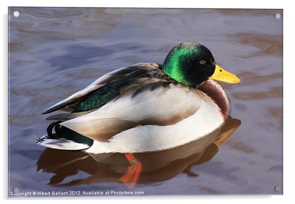 Mallard duck Acrylic by Albert Gallant