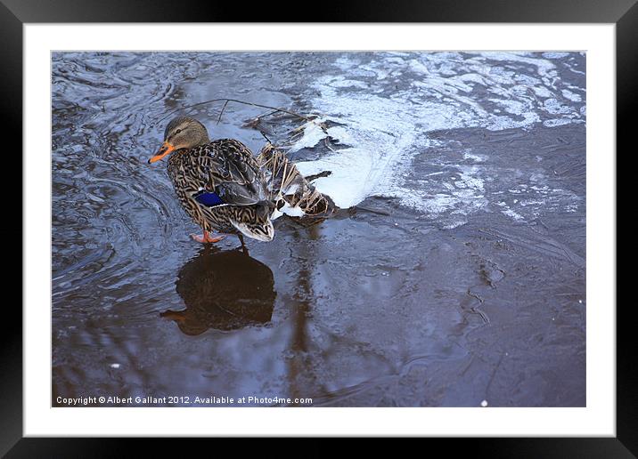 Female mallard duck Framed Mounted Print by Albert Gallant