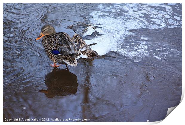 Female mallard duck Print by Albert Gallant