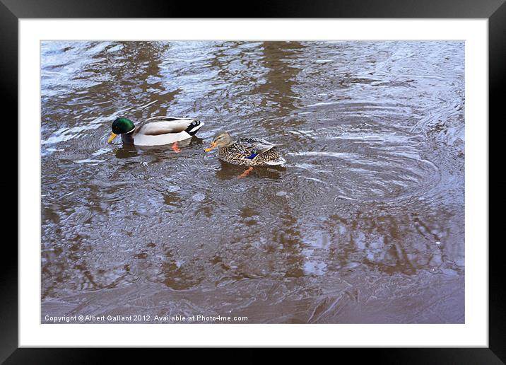 Ducks Framed Mounted Print by Albert Gallant