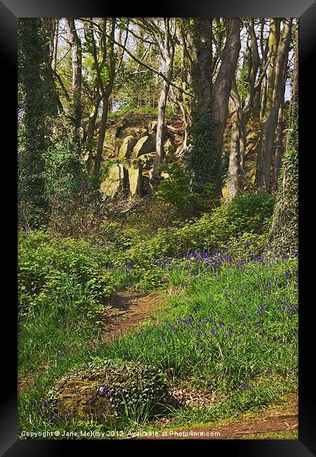 Bluebell Woods, Newtownards, County Down Framed Print by Jane McIlroy
