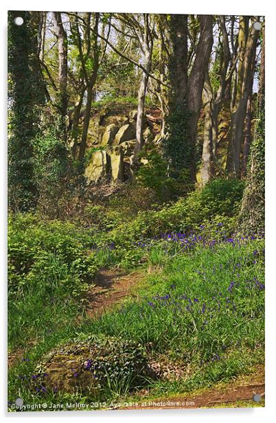 Bluebell Woods, Newtownards, County Down Acrylic by Jane McIlroy