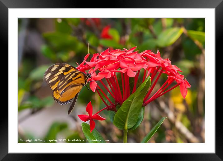 Red flowers with butterfly Framed Mounted Print by Craig Lapsley