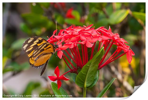 Red flowers with butterfly Print by Craig Lapsley
