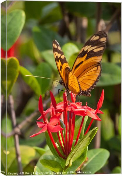 butterfly on red rubiaceae Canvas Print by Craig Lapsley