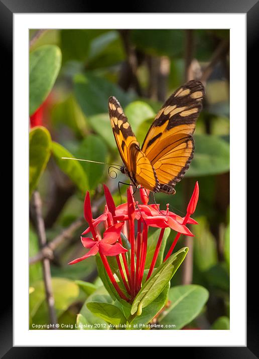 butterfly on red rubiaceae Framed Mounted Print by Craig Lapsley