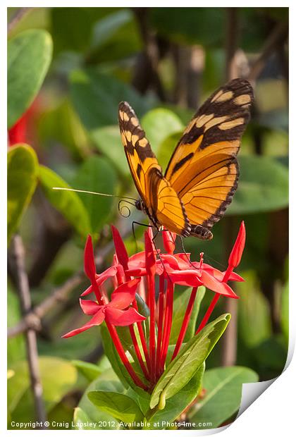butterfly on red rubiaceae Print by Craig Lapsley