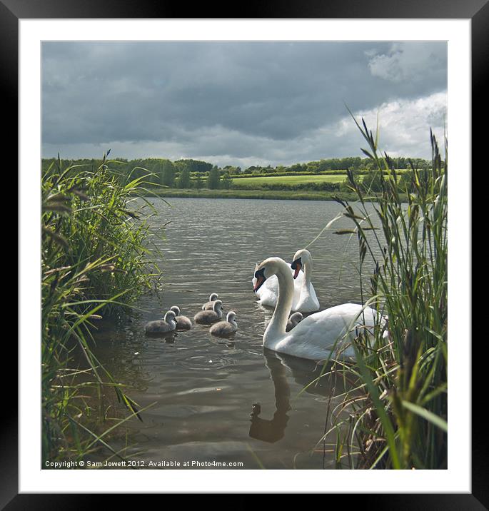 Swan Storm Framed Mounted Print by Sam Jowett