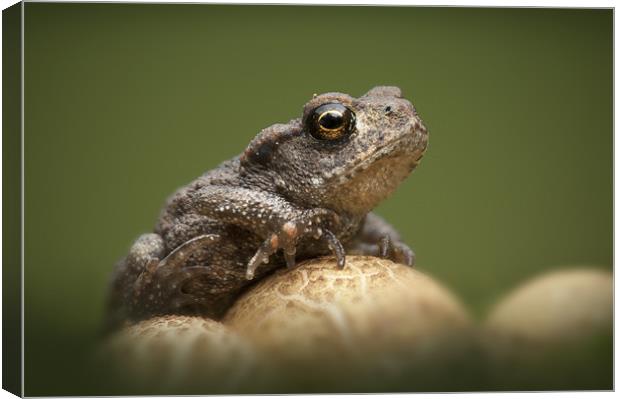 Common Toad Canvas Print by Natures' Canvas: Wall Art  & Prints by Andy Astbury