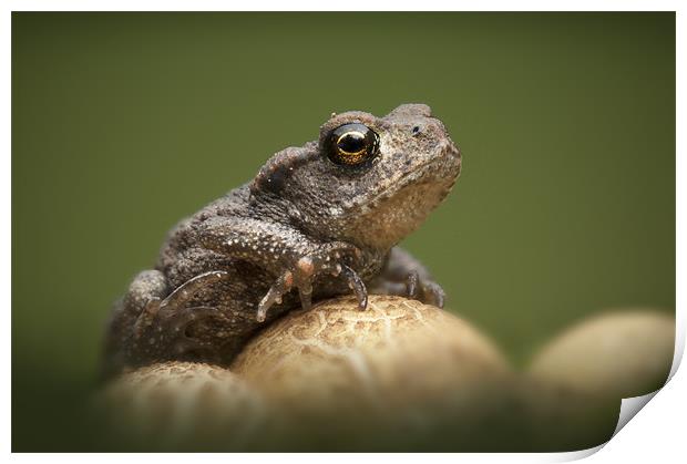 Common Toad Print by Natures' Canvas: Wall Art  & Prints by Andy Astbury