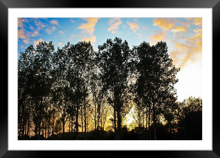 Sunset through the trees Framed Mounted Print by Luke Addison