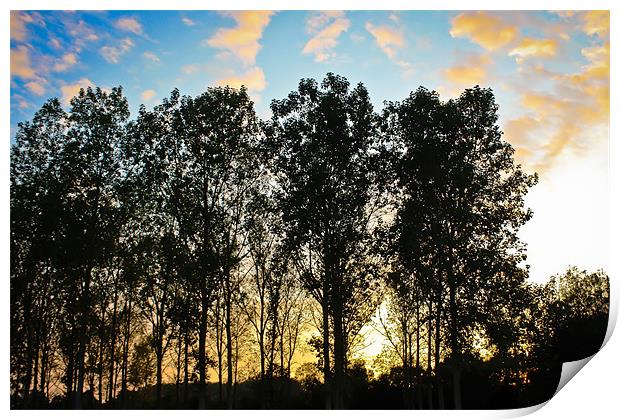 Sunset through the trees Print by Luke Addison