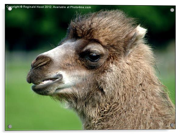 Camel Calf Acrylic by Reginald Hood