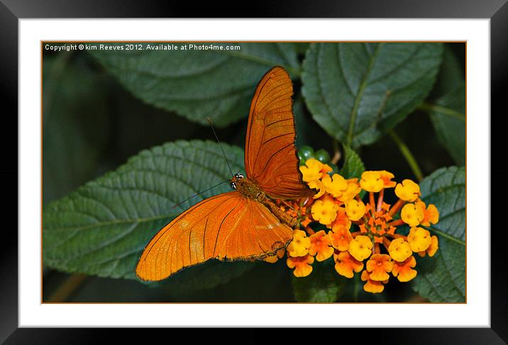 Butterfly Framed Mounted Print by kim Reeves