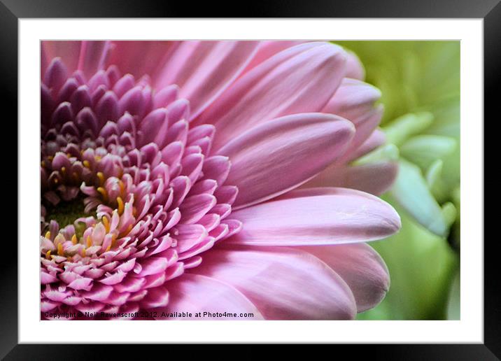 Pink Chrysanthemum Framed Mounted Print by Neil Ravenscroft