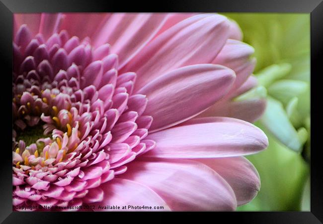 Pink Chrysanthemum Framed Print by Neil Ravenscroft