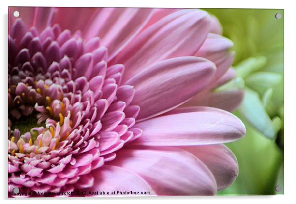 Pink Chrysanthemum Acrylic by Neil Ravenscroft