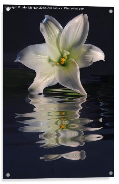 Lily. Acrylic by John Morgan