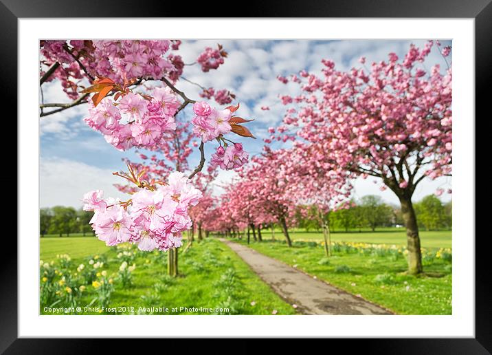 The Stray in Blossom Framed Mounted Print by Chris Frost