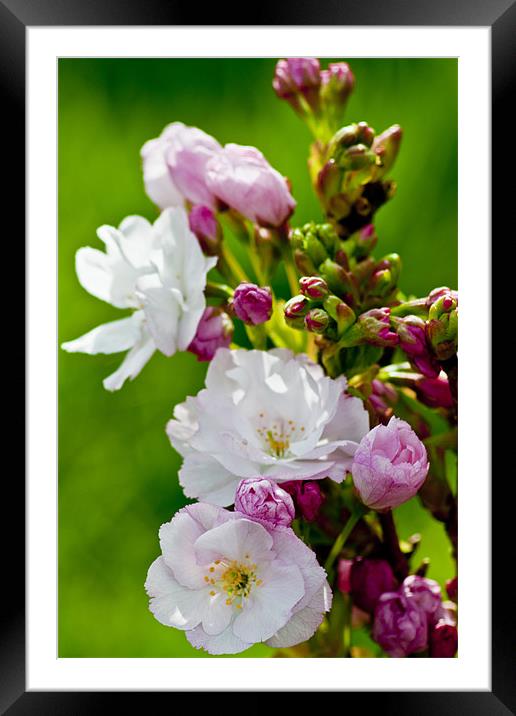 Blossom Framed Mounted Print by Pam Sargeant