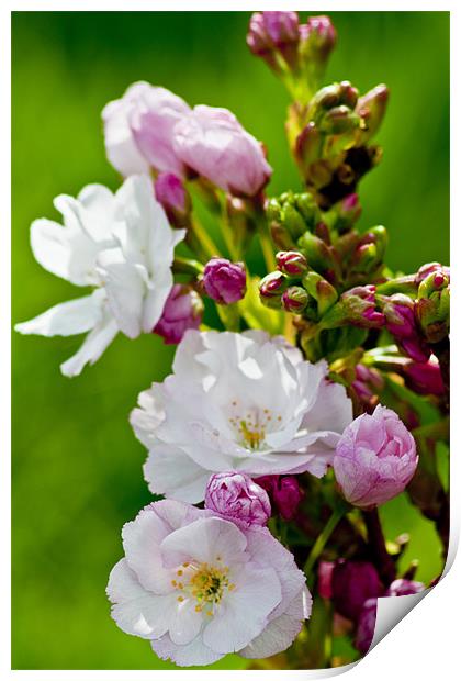 Blossom Print by Pam Sargeant