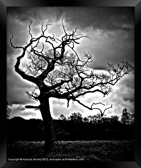 Lightening Tree Framed Print by Hannah Morley