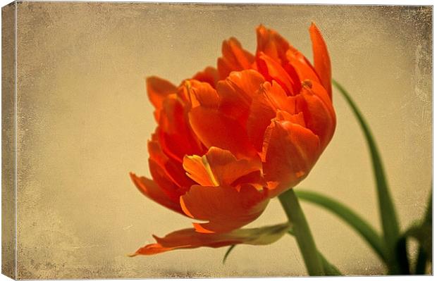 Orange Double Tulip Canvas Print by Jacqi Elmslie