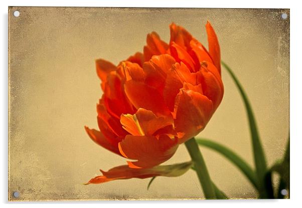 Orange Double Tulip Acrylic by Jacqi Elmslie
