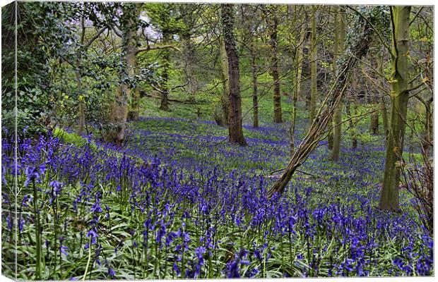 Bluebell Woods Canvas Print by Northeast Images