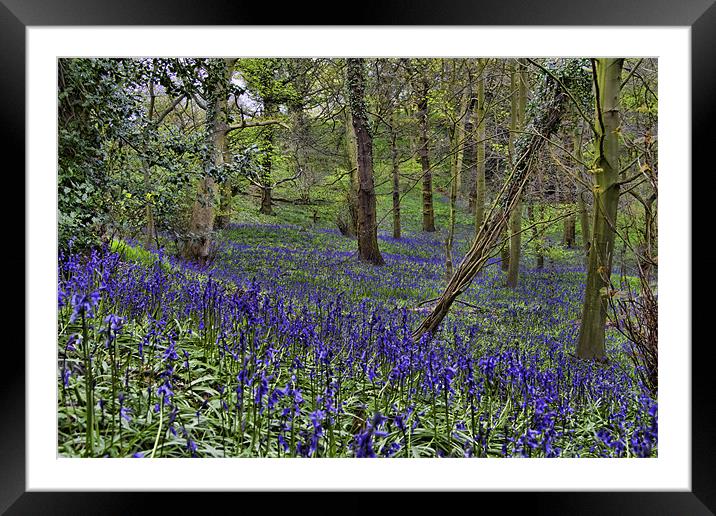 Bluebell Woods Framed Mounted Print by Northeast Images