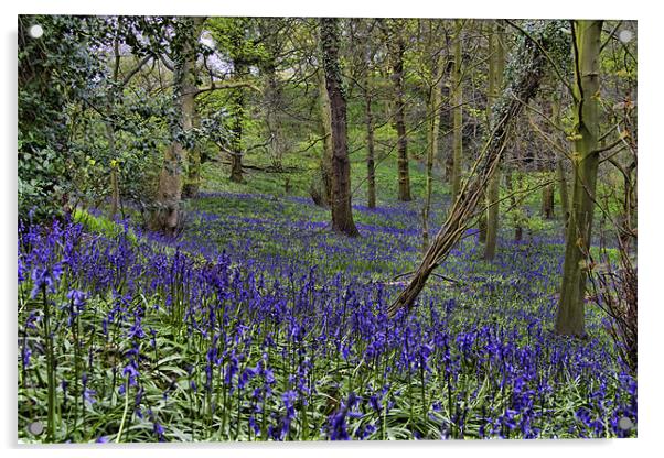 Bluebell Woods Acrylic by Northeast Images