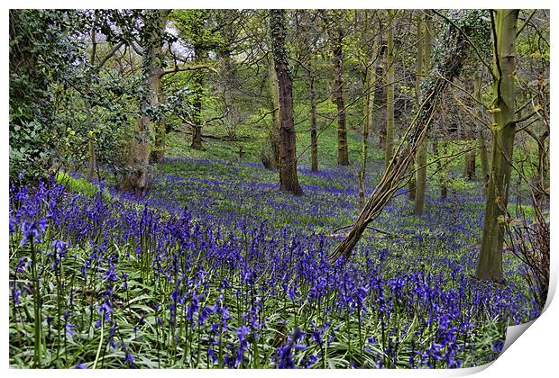 Bluebell Woods Print by Northeast Images