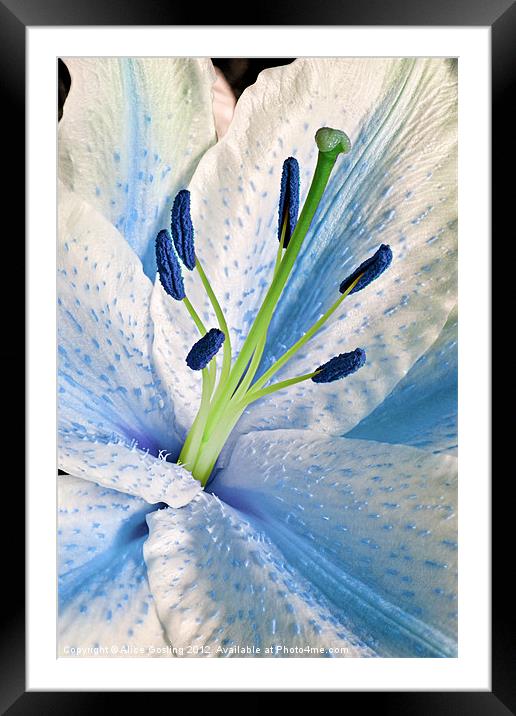 Blue Lily Macro Framed Mounted Print by Alice Gosling
