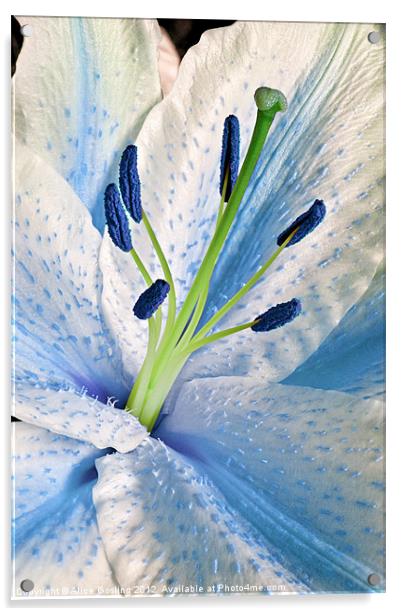 Blue Lily Macro Acrylic by Alice Gosling