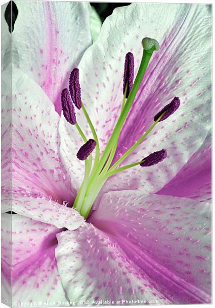 Pink Lily in Macro Canvas Print by Alice Gosling