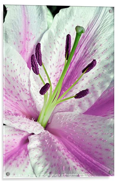 Pink Lily in Macro Acrylic by Alice Gosling