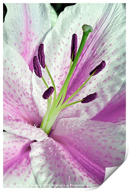 Pink Lily in Macro Print by Alice Gosling