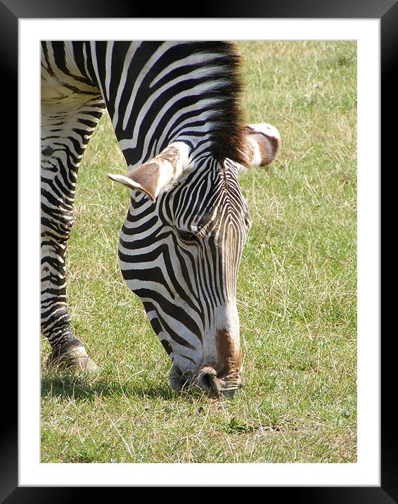 zebra Framed Mounted Print by mark philpott
