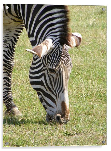 zebra Acrylic by mark philpott