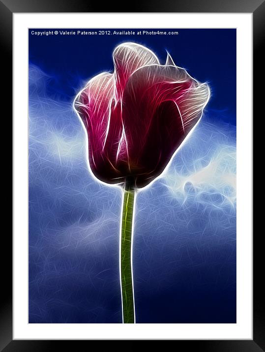 Fiery Tulip Framed Mounted Print by Valerie Paterson